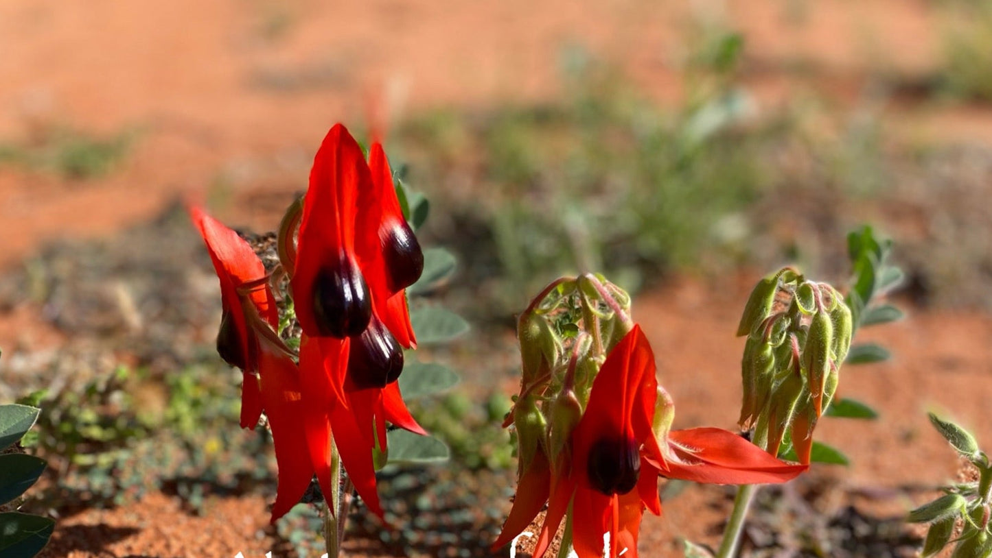 Sturt's Desert Pea pendant