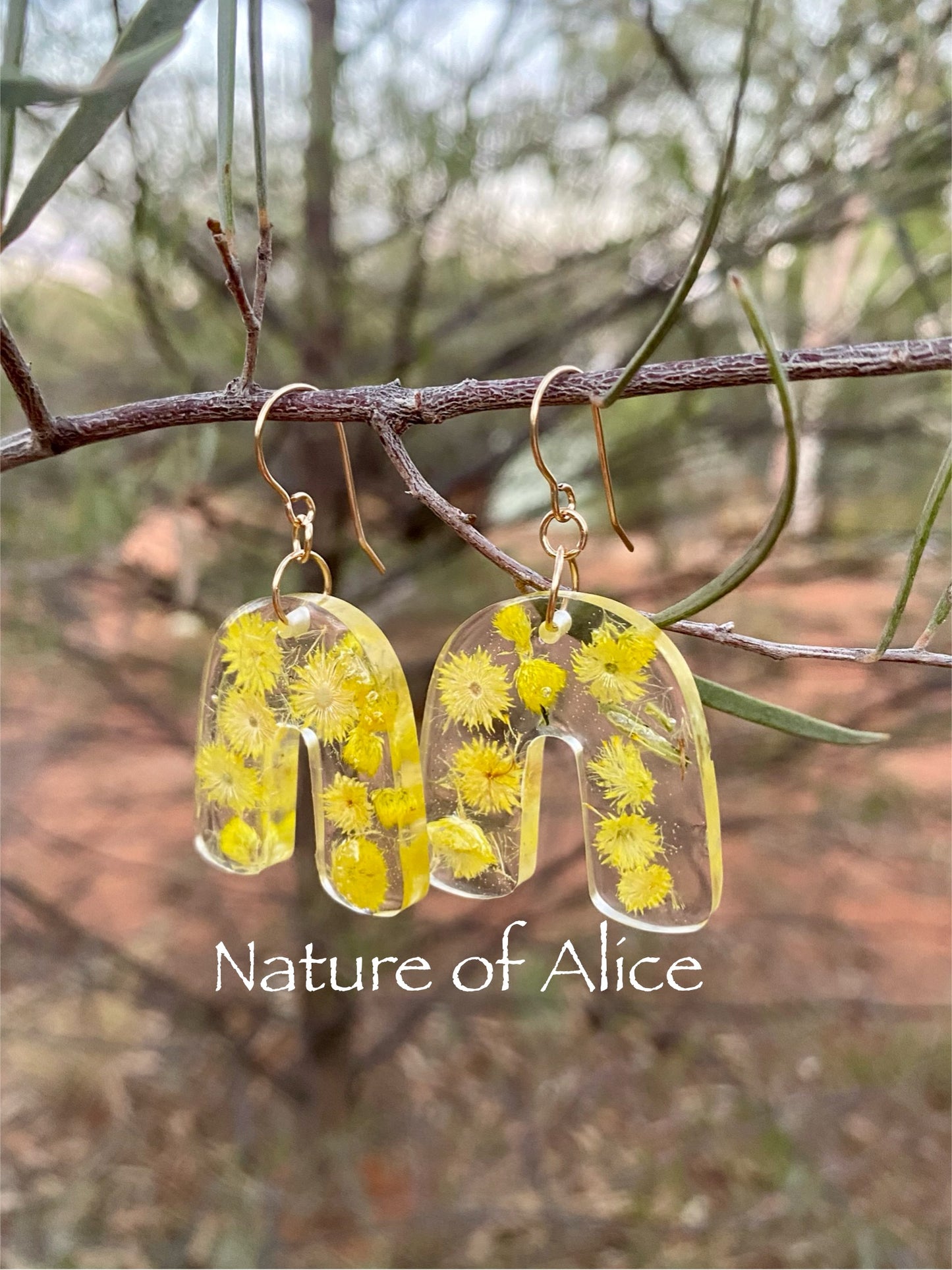 Yellow button, desert flame, earrings, 14ct gold filled, the red centre, Alice Springs, Central Australia, Northern Territory, inverted U shape