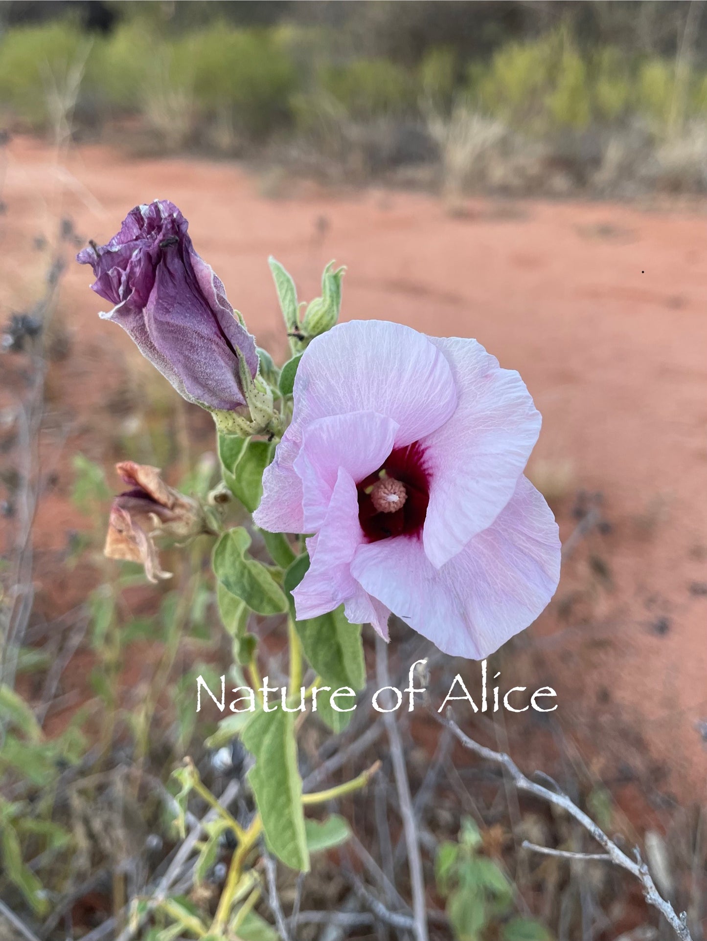 Sturt's Desert Rose pendant