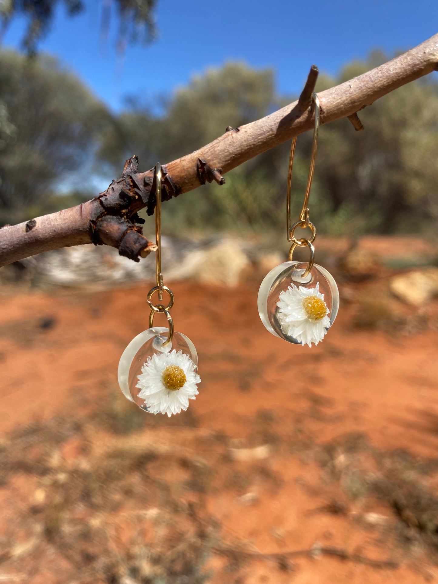 White Paper Daisy, white, wildflower, Central Australia, the Red Centre, Alice Springs, Northern Territory, gold hooks.