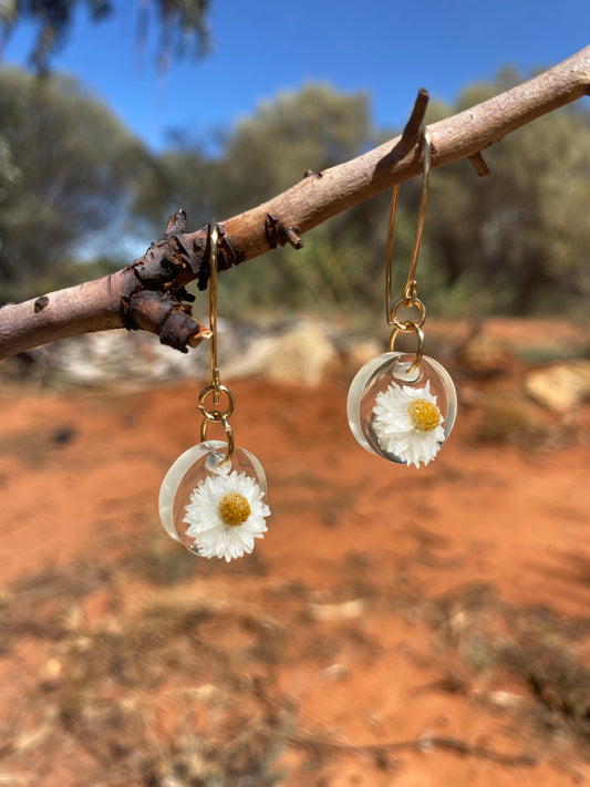 White Paper Daisy, white, wildflower, Central Australia, the Red Centre, Alice Springs, Northern Territory, gold hooks.