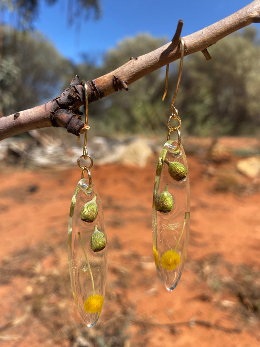 gumnut, wattle, oval, gold, central australia, alice springs, northern territory, australian, emblem