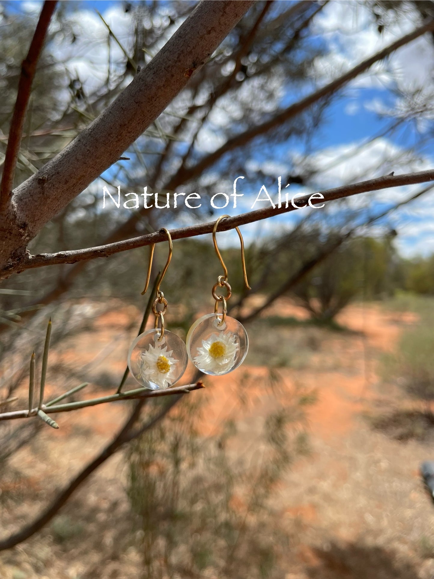 White Paper Daisy, white, wildflower, Central Australia, the Red Centre, Alice Springs, Northern Territory, gold hooks.