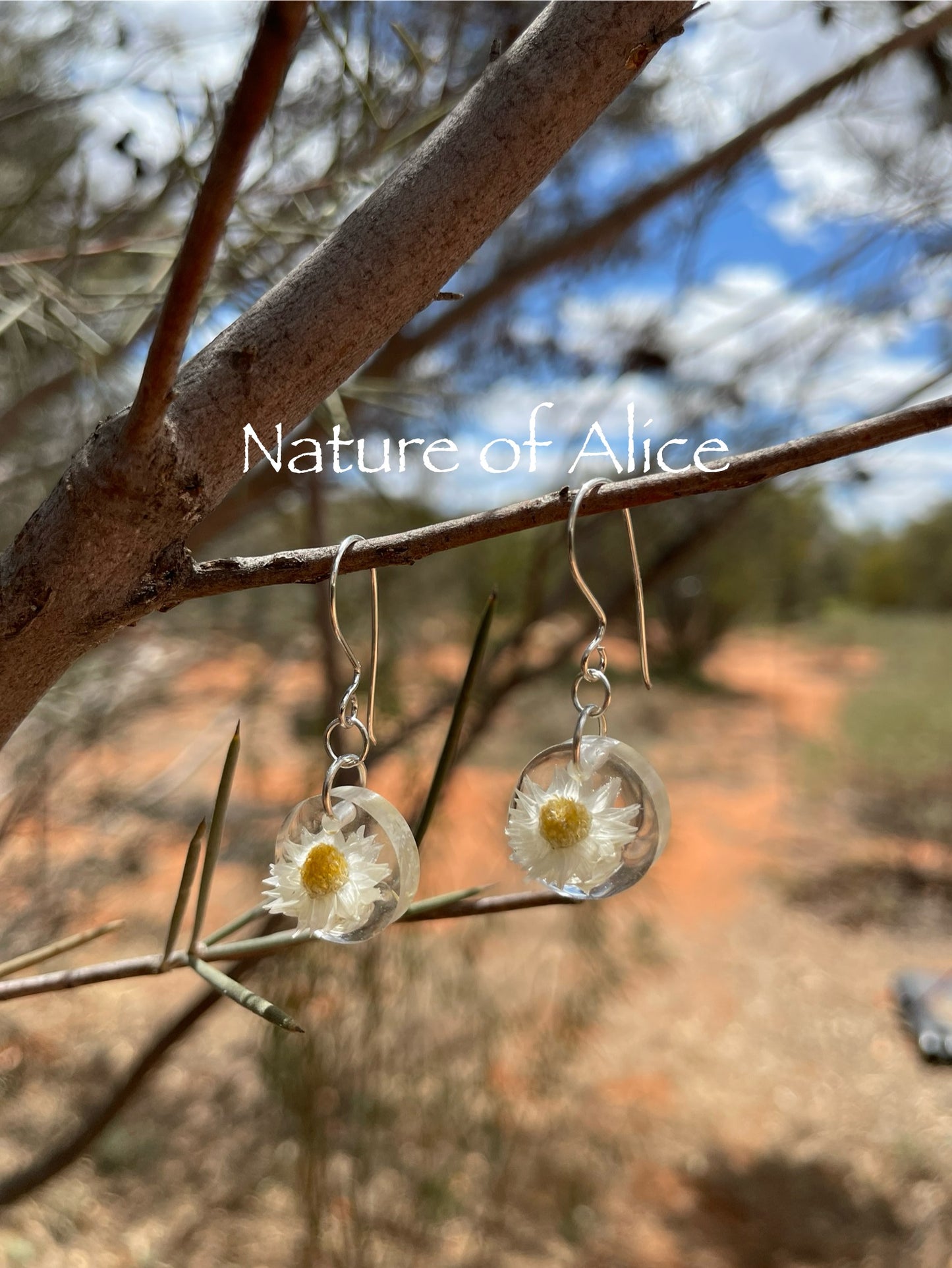 White Paper Daisy, white, wildflower, Central Australia, the Red Centre, Alice Springs, Northern Territory, Australian Sterling Silver 925 earring hooks