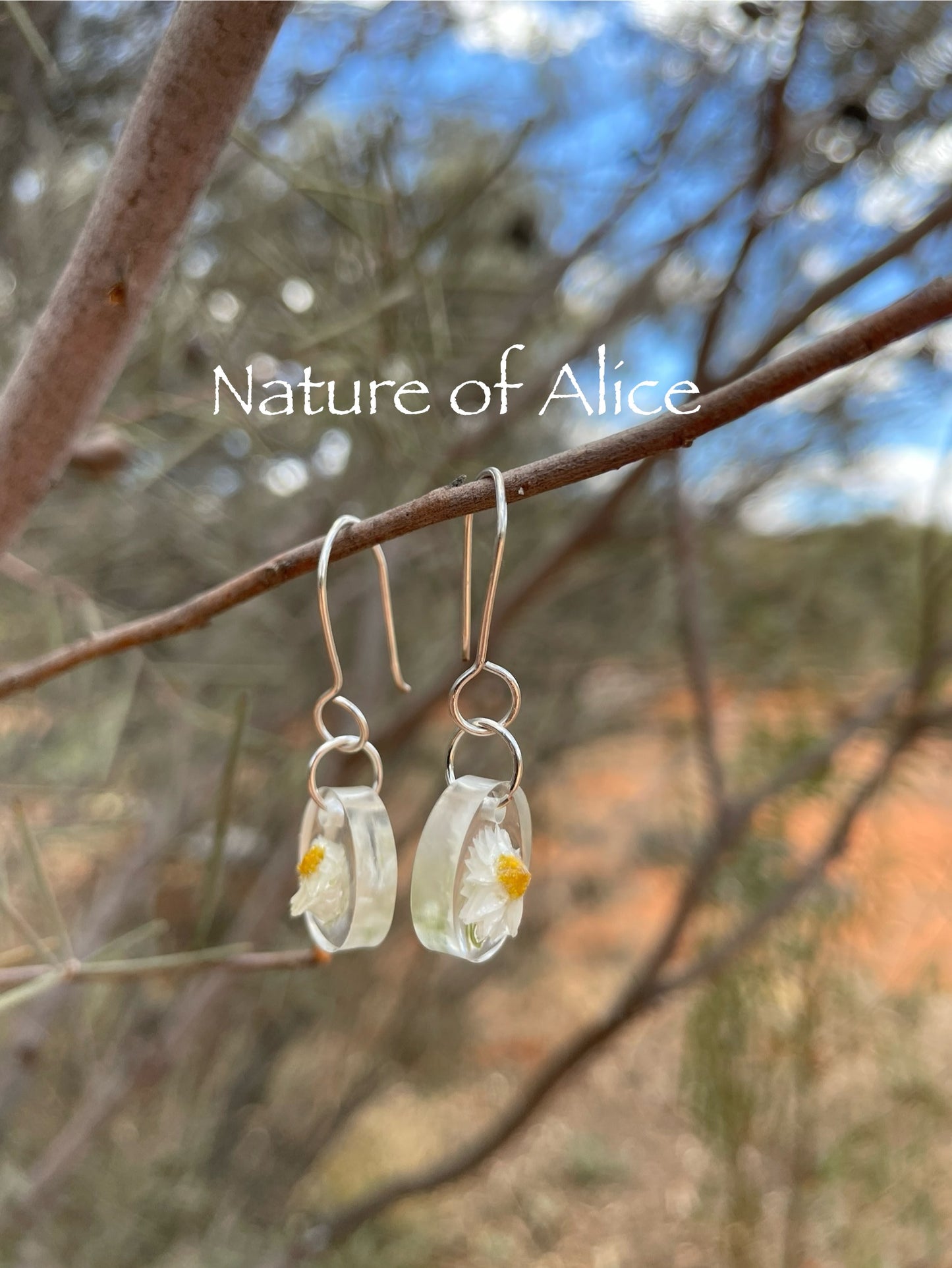 White Paper Daisy, white, wildflower, Central Australia, the Red Centre, Alice Springs, Northern Territory, silver hooks.