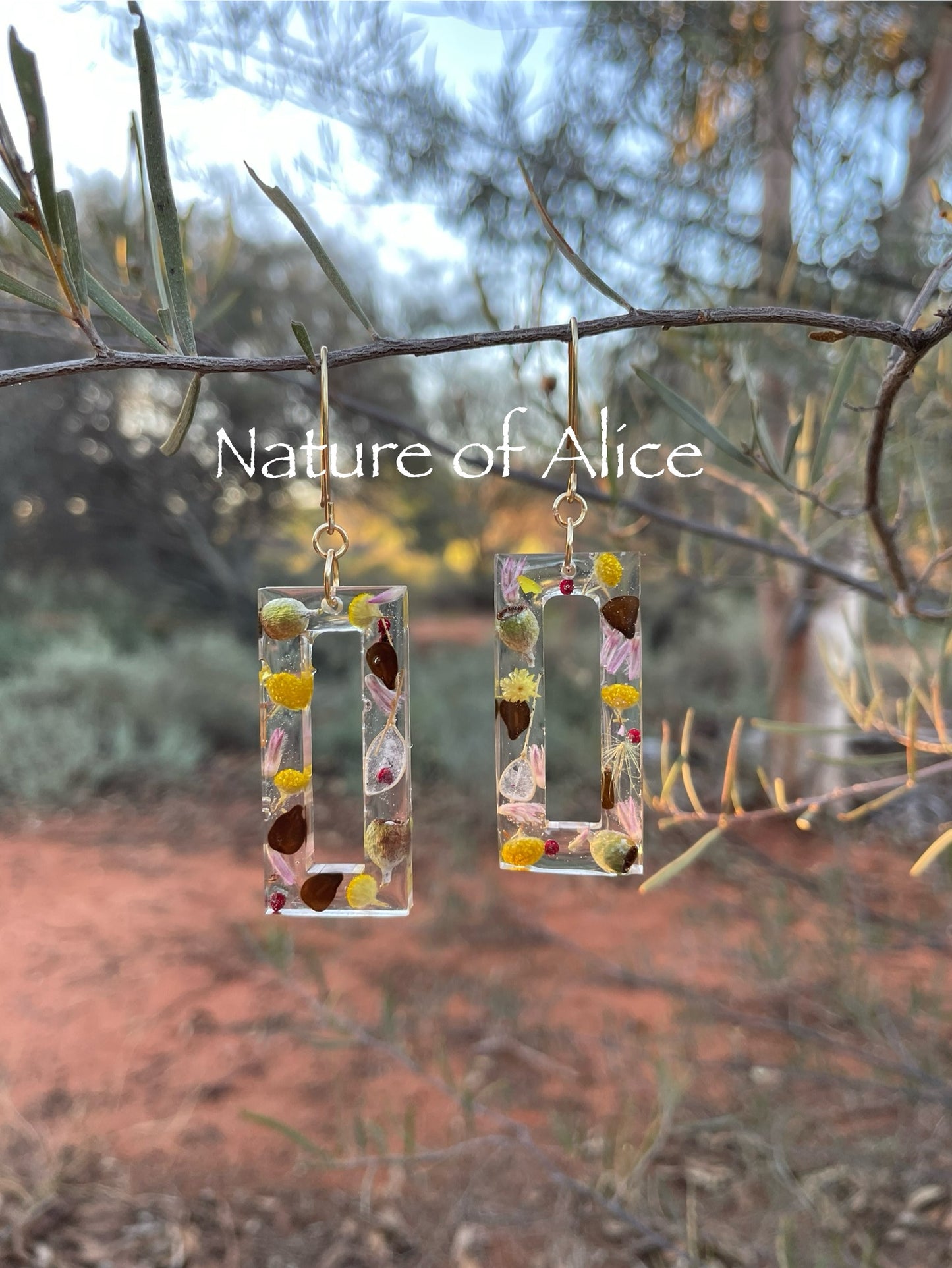 yellow button, desert cassia seed, senna, red saltbush berry, mallee eucalypt, white paper daisy, mulla, mulla, gold, Alice Springs, Central Australia, wildflowers, Northern Territory