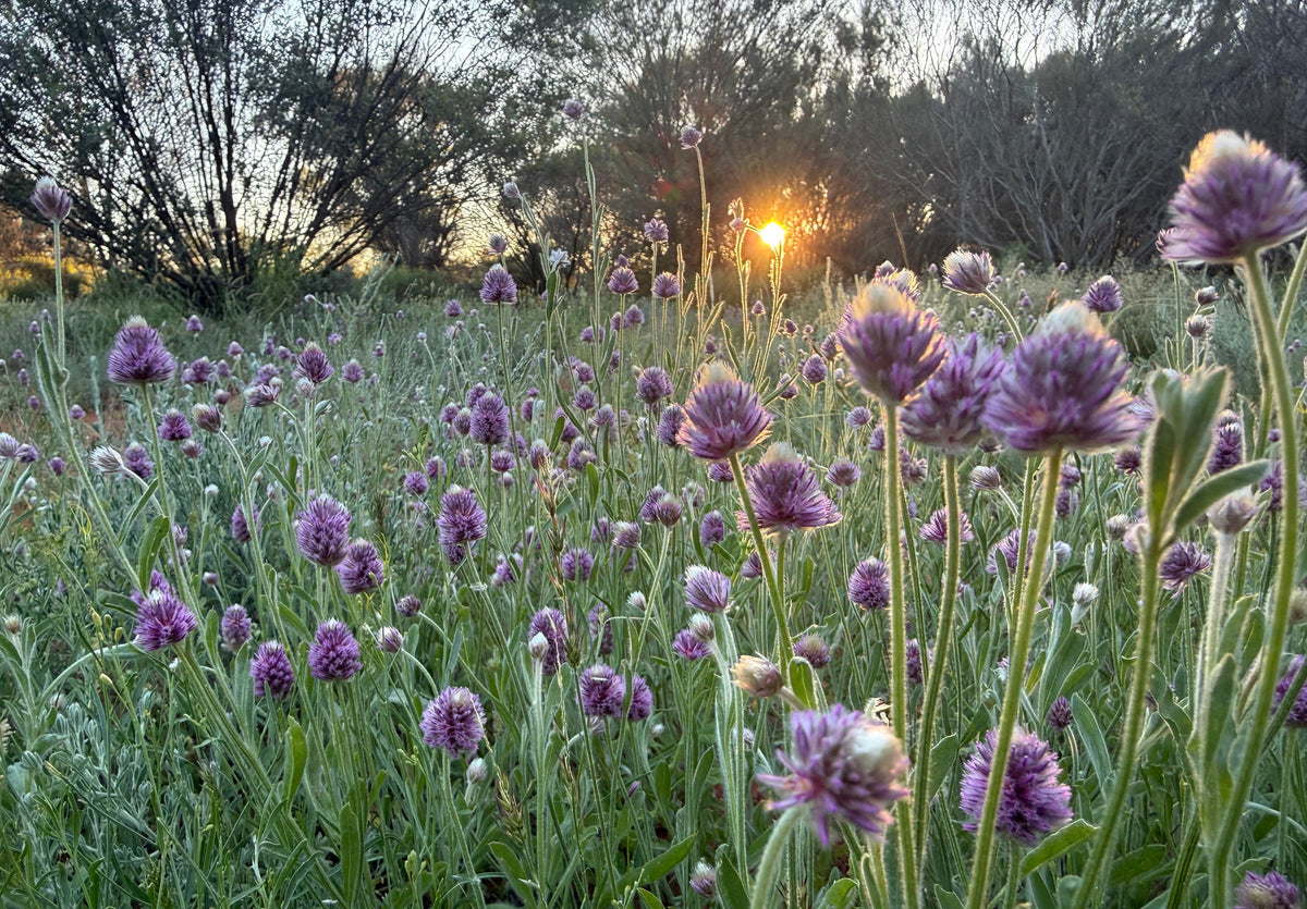 Field of purple flowers with a sunset in the background